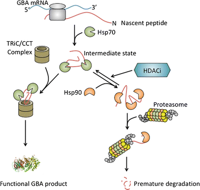 Une approche thérapeutique innovante de la maladie de Gaucher