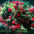 Monologue+Garden French Translation - 18 mai