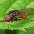 Rhingia campestris