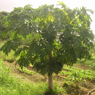 A la rencontre de Charles, Exploitation SEBASTOPOL-Ducos