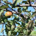 Ce Week End au jardin Il y avait une belle pomme