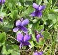 Le silence de Violette