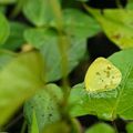 Pyrisitia venusta (Soufré bicolore) - Martinique