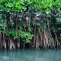La menace de l'aquaculture sur les mangroves