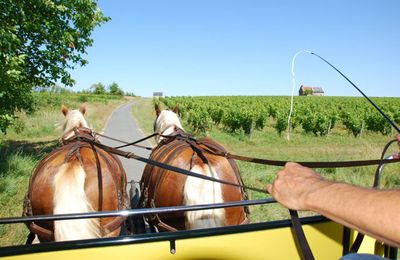 Vendanges 2009 : alors, ce grand millésime?... (3)