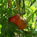 La Tomate n'aime pas le froid !