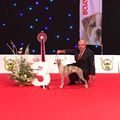 SANDLINE ONLY MY GIRL ... QUALIFICATION FOR CRUFTS 2018