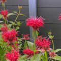 Les monardes, ces vivaces à la floraison ébouriffée