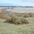 Bages, Peyriac-de-Mer, flamants roses