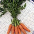 Premières carottes