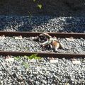 Les pattes attachées aux rails, un pauvre chien a été coupé en deux par le train .. PEIPIN (04) le 30 Août 2016