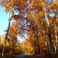 COMPIEGNE...La forêt...