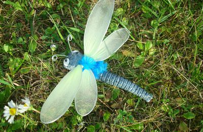 Libellule bleue aux ailes vertes