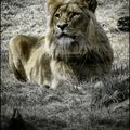 Lion, Nature Zoo