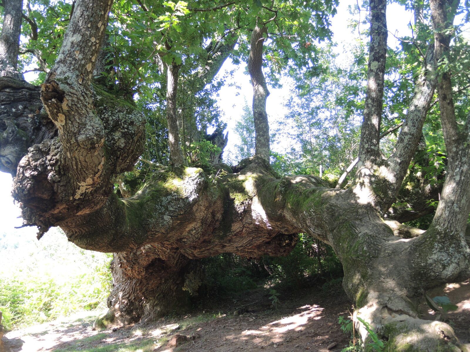 Urdax, chêne millénaire, branches (Espagne)