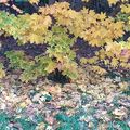 LES FEUILLES DES ARBRES...