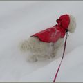 Pacha fait son chemin dans la neige....