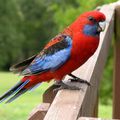 Rosella