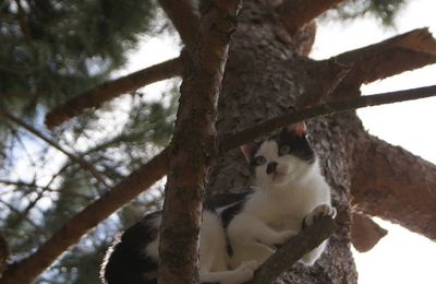 Chat perché