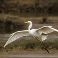 Grande aigrette en vol