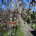 Le jardin japonais à Toulouse le 10 avril 2016 (2)