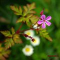 LES FLEURS DE PRINTEMPS : CADEAUX DE LA NATURE