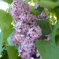 Lilas