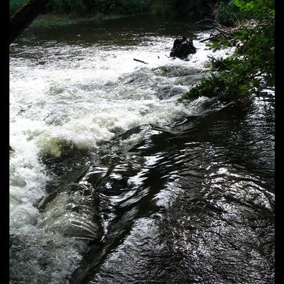 Autour de l'étang d'Ingersheim.