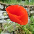 gentils coquelicots