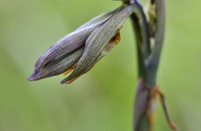 Flore printannière : les orchidées sauvages encore et plus que jamais à l'honneur.