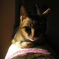 GESTION DU SOLEIL en mode CHAT (2)