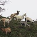 Les chèvres et les chevreaux dans un parc à Montgiraud