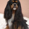 Un Hommage à Pepsy et Safran, Cavaliers King charles