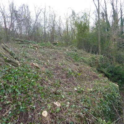 l'extérieur aussi se refait une beauté : débroussaillage