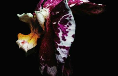 Decaying orchid photography by Billy Kidd