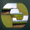 Les vignes de Charentes