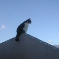 Bastet, Chatte Alpine