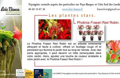 🌿-PHOTINIA X FRASERI ‘RED ROBIN’ Par Paysagiste Pays Basque. Paysagiste Landes.