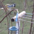 mésange charbonniere mésange a tete bleue 