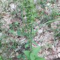 Epipactis helleborine