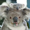 Les Koalas auront disparu d'ici 30 ans 