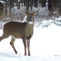 Cerf de Virginie, Canada