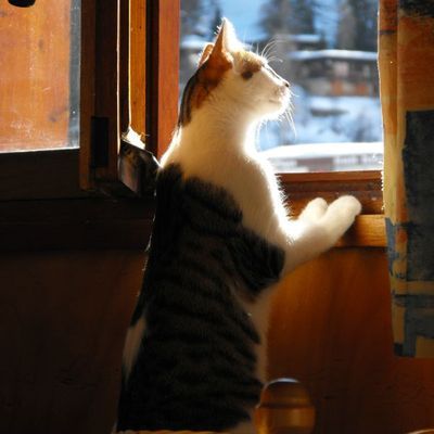 La curiosité est-elle un défaut ? 