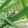 Les Petits Amis du Jardin