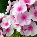 Le soir les phlox embaument l'entrée du jardin