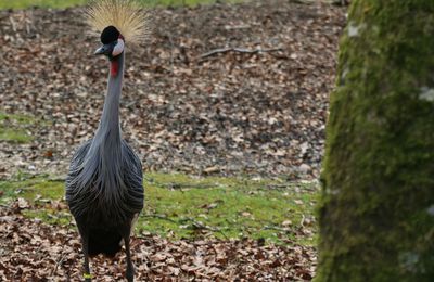 Visite du zoo de Branféré épisode 8