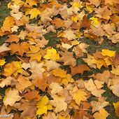 Pourquoi et comment recycler les feuilles mortes ? - Le JardinOscope coté pratique, les bons gestes à faire au jardin
