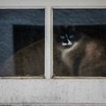 Un chat derrière la vitre