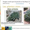 🌵Aloe aristata par Paysagiste Pays Basque et Paysagiste Landes.