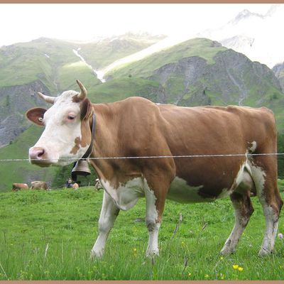 Si c'est pas le bonheur ...